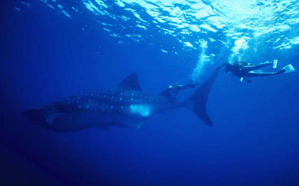 A whale shark glides gracefully through deep blue waters, while a diver swims nearby, capturing the beauty of marine life in this stunning HD PC desktop wallpaper.