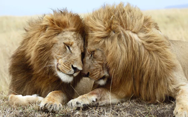 Animal lion HD Desktop Wallpaper | Background Image