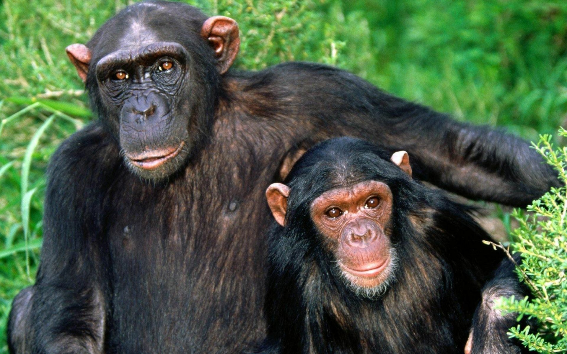 Download Animal Chimpanzee HD Wallpaper