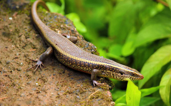 Animal skink HD Desktop Wallpaper | Background Image