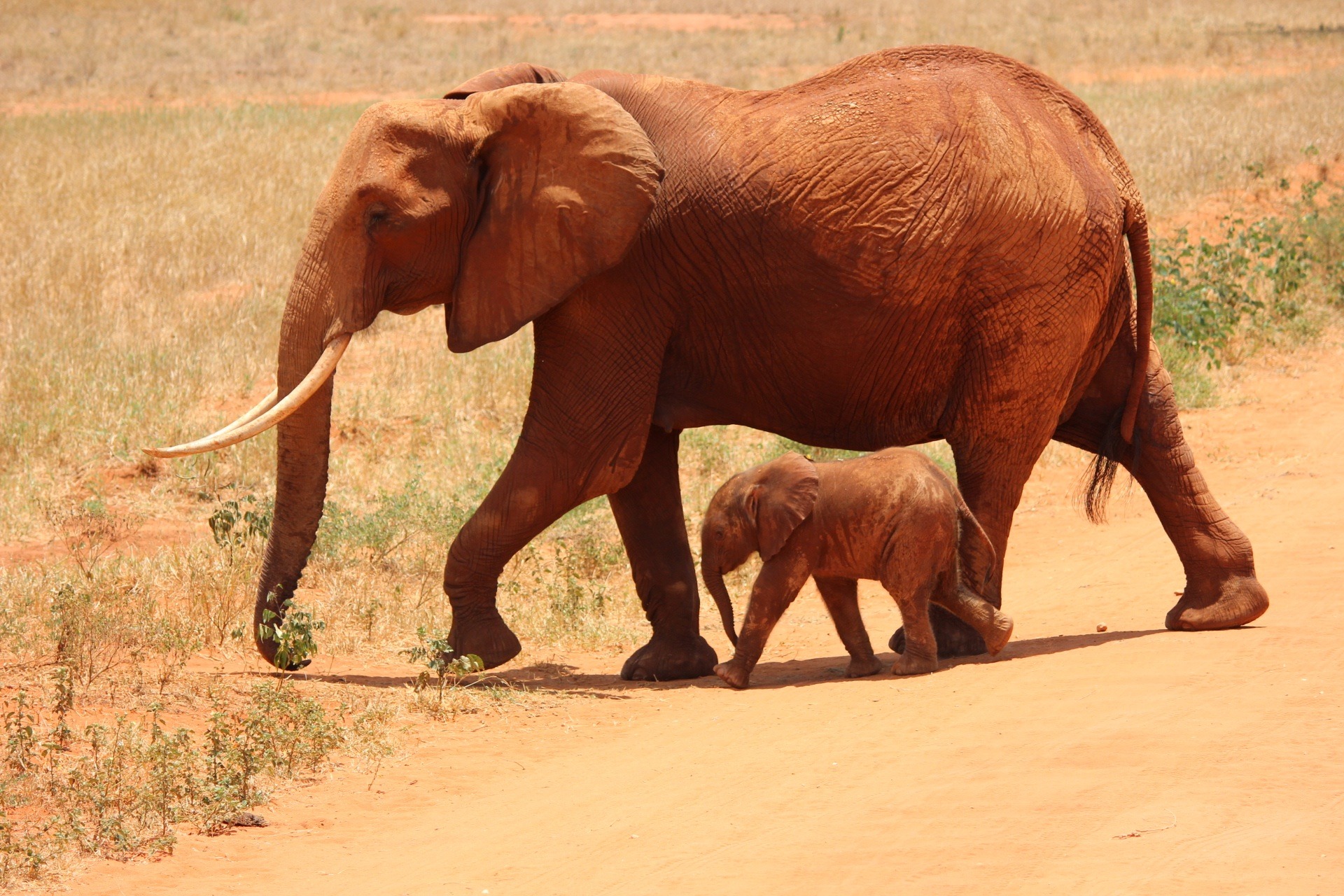 Mother elephant with calf in the savannah, Tsavo Kenya by Kirsi Kataniemi