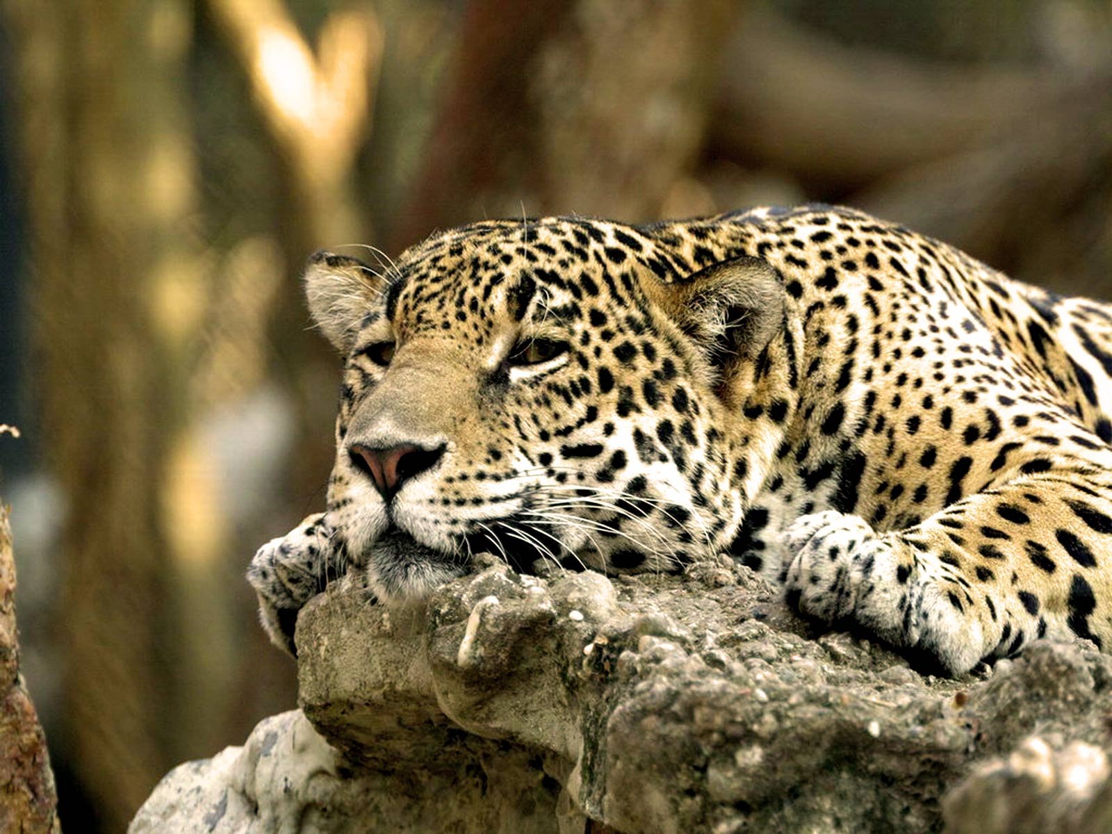 A serene leopard rests on a rocky surface, showcasing its beautiful spotted coat against a soft, blurred background, creating a striking HD desktop wallpaper.