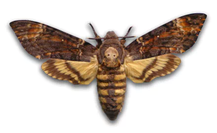 Animal deaths head moth HD Desktop Wallpaper | Background Image