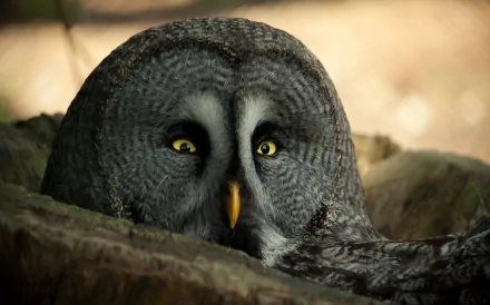  The Great Gray Owl Stare