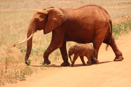 A baby African bush elephant walks alongside its mother on a dusty path in Africa, showcasing the bond between these magnificent animals in a serene natural setting.