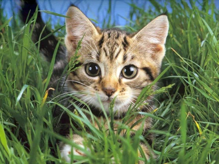 A cute cat with large eyes sits in tall green grass, creating a charming scene in HD quality, making it a delightful desktop wallpaper and background.