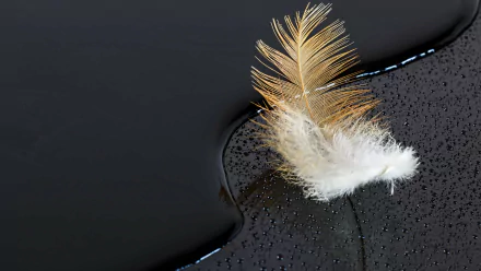 A delicate feather floating on black water, captured in sharp detail for a 4K Ultra HD PC desktop wallpaper and background.
