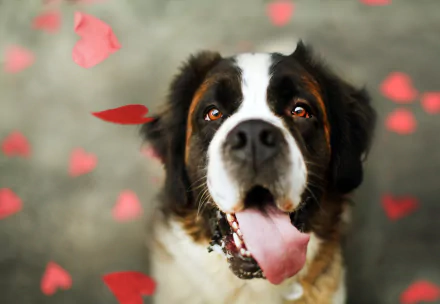 A joyful St. Bernard surrounded by floating red hearts, captured in an HD desktop wallpaper, radiating warmth and charm.