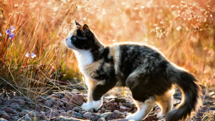 sunny Animal cat HD Desktop Wallpaper | Background Image
