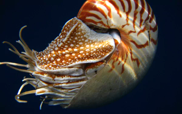  Nautilus
