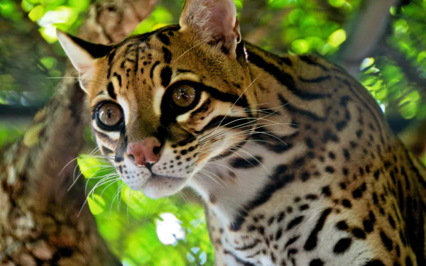 A striking ocelot with distinctive markings gazes curiously, set against a vibrant backdrop of green foliage in this stunning 4K Ultra HD PC desktop wallpaper.