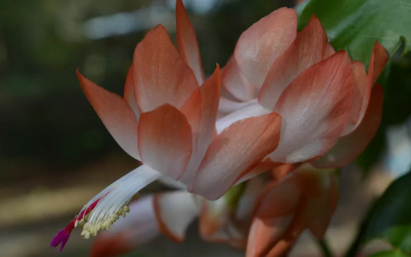 orange flower nature flower HD Desktop Wallpaper | Background Image