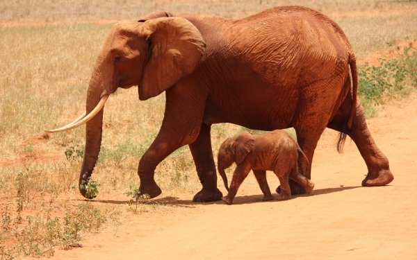 Animal African bush elephant Elephants Africa Baby Animal HD Wallpaper | Background Image