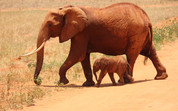 A baby African bush elephant walks alongside its mother on a dusty path in Africa, showcasing the bond between these magnificent animals in a serene natural setting.