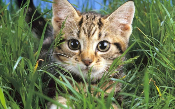 A cute cat with large eyes sits in tall green grass, creating a charming scene in HD quality, making it a delightful desktop wallpaper and background.