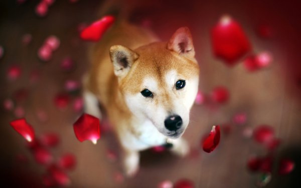 Animal Shiba Inu Dogs HD Wallpaper | Background Image