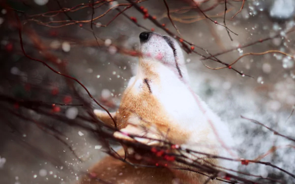 HD PC desktop wallpaper featuring a Shiba Inu dog looking upward through delicate, snow-covered branches in a soft, wintry scene.