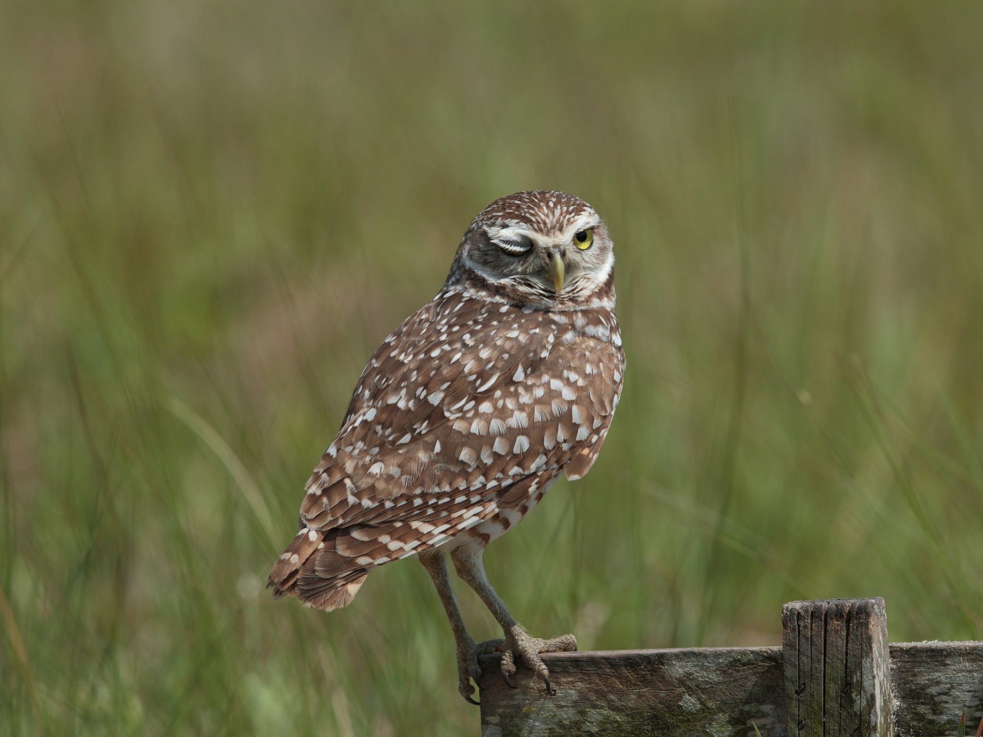 HD PC desktop wallpaper showing a burrowing owl perched on a wooden post, detailed close-up with a soft-focus grassy background.
