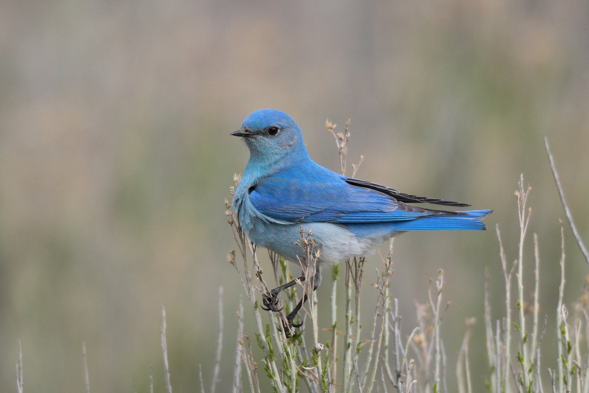 Download Animal Bluebird HD Wallpaper by Hammerchewer