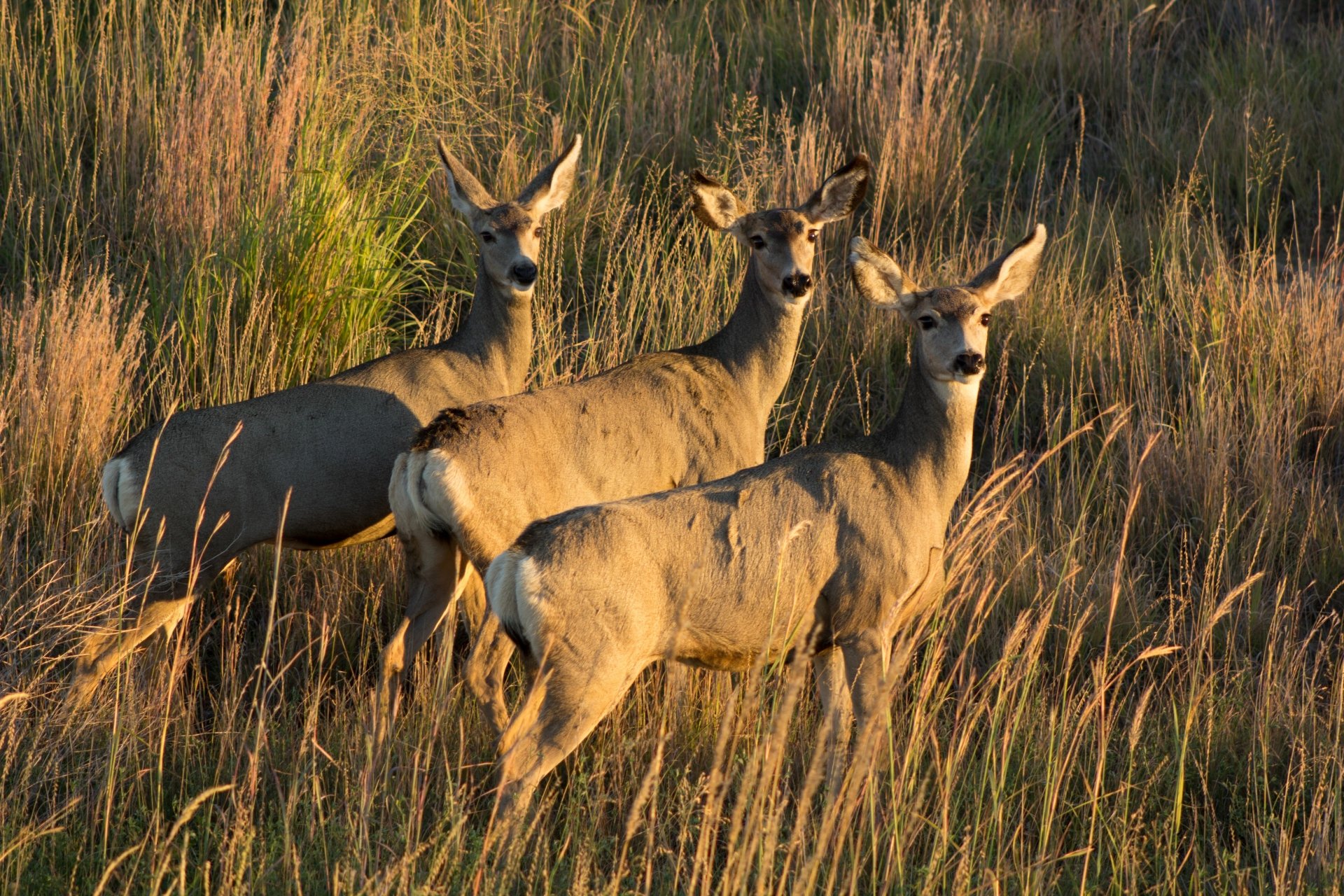 Deer 4k Ultra HD Wallpaper