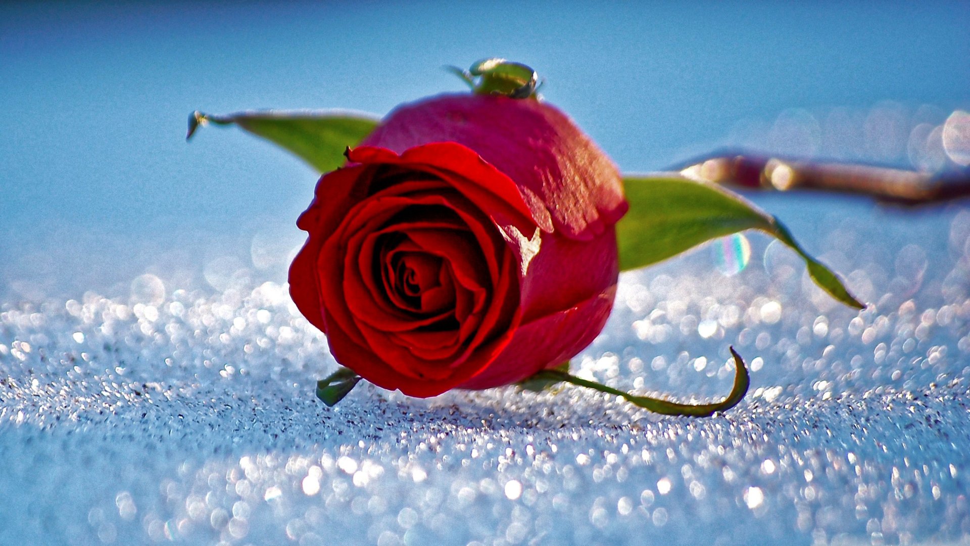 HD wallpaper of a red rose with dew drops, lying on a glittering surface, capturing the essence of nature.