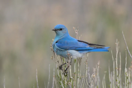  Mountain Bluebird by Hammerchewer