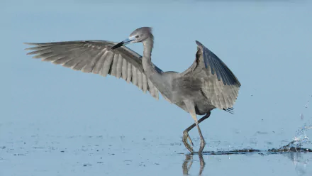 Animal great blue Heron HD Desktop Wallpaper | Background Image