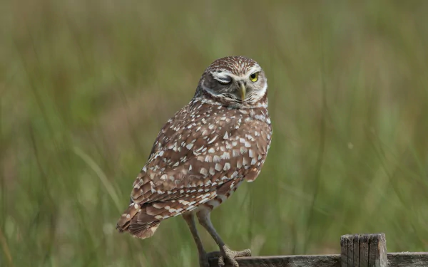 HD PC desktop wallpaper showing a burrowing owl perched on a wooden post, detailed close-up with a soft-focus grassy background.