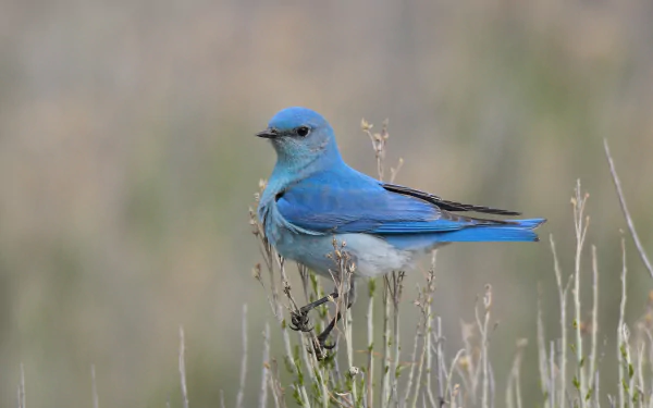  Mountain Bluebird by Hammerchewer