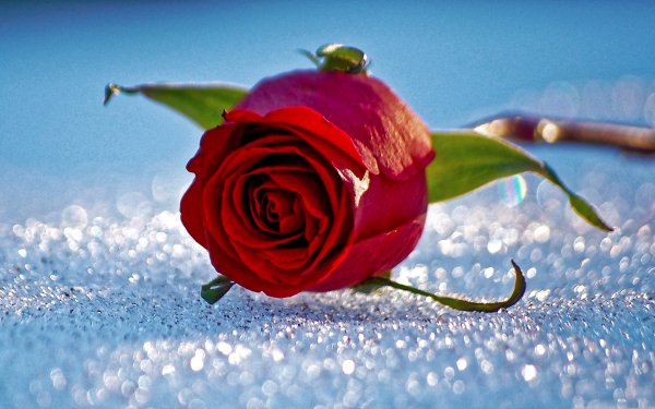Earth Rose Flowers Dew Flower Red Rose Red Flower HD Wallpaper | Background Image
