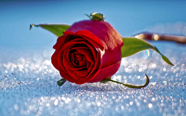 HD wallpaper of a red rose with dew drops, lying on a glittering surface, capturing the essence of nature.