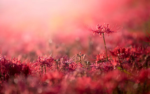 nature flower HD Desktop Wallpaper | Background Image
