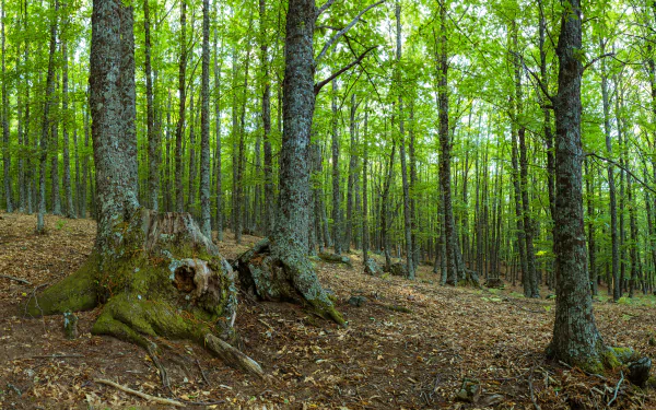 nature forest HD Desktop Wallpaper | Background Image