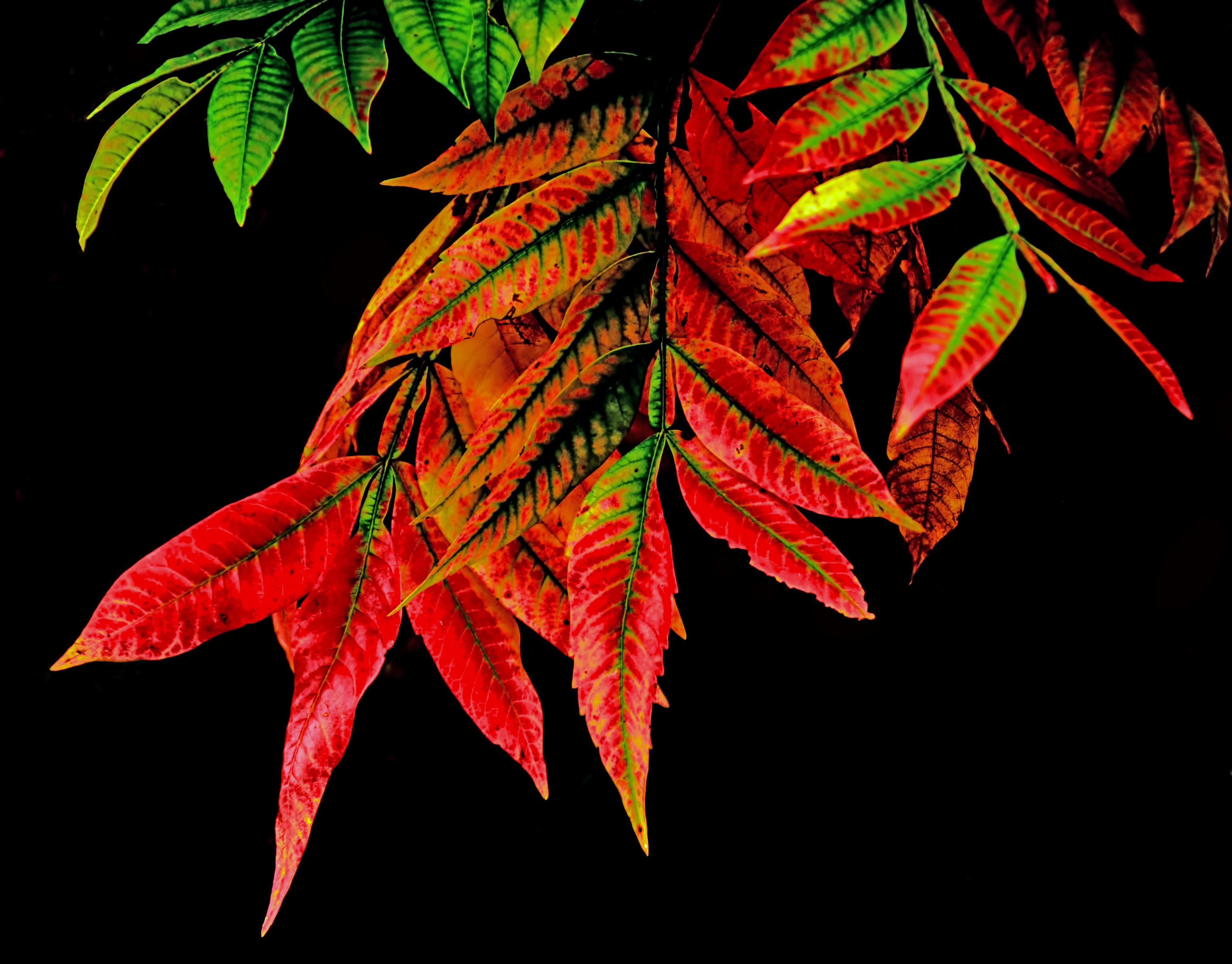 Leaf 4k Ultra HD Wallpaper