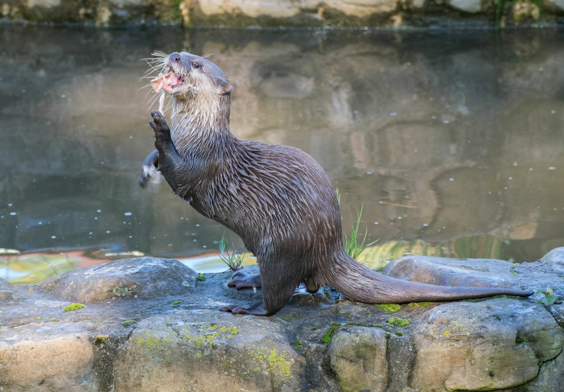 Download Animal Otter 4k Ultra HD Wallpaper