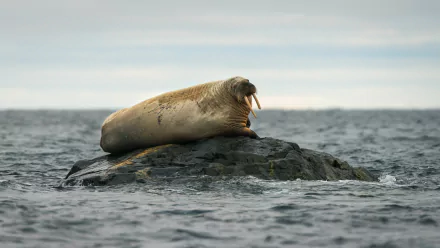 Animal walrus HD Desktop Wallpaper | Background Image