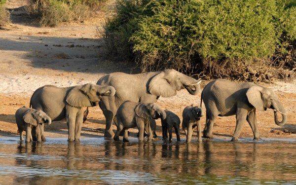 Animal African bush elephant Elephants Botswana Africa Baby Animal HD Wallpaper | Background Image