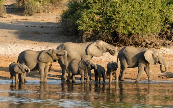 Family of African bush elephants with babies at a waterhole in Botswana, Africa, 2K Quad HD PC desktop wallpaper and background.
