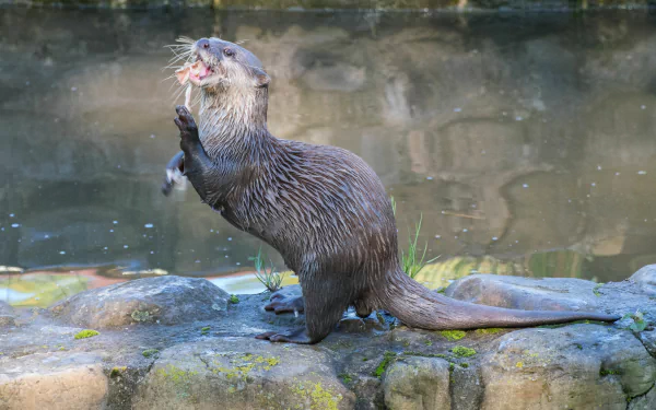Animal otter HD Desktop Wallpaper | Background Image