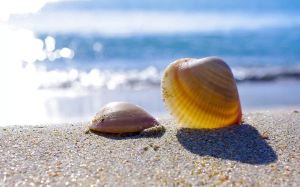 nature shell HD Desktop Wallpaper | Background Image