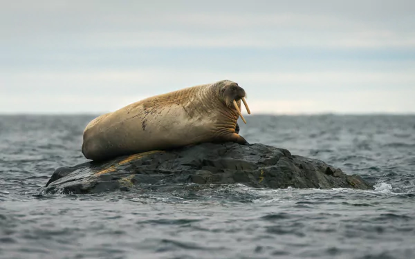 Close-up of a walrus resting on a rocky islet amid calm seas, presented as a 4K Ultra HD PC desktop wallpaper and background.