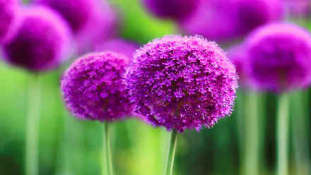 A close-up of vibrant purple allium flowers, showcasing their intricate details against a lush green background. This HD image serves as a stunning desktop wallpaper.