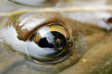 Animal frog HD Desktop Wallpaper | Background Image