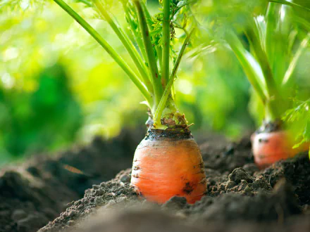 A close-up of fresh carrots growing in rich soil, set against a vibrant green background, captured in stunning 4K Ultra HD for an engaging desktop wallpaper.