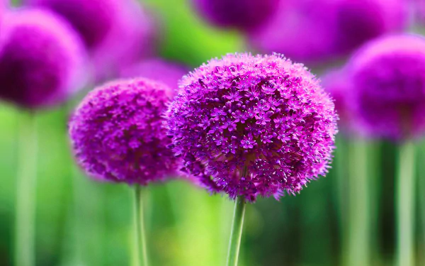 A close-up of vibrant purple allium flowers, showcasing their intricate details against a lush green background. This HD image serves as a stunning desktop wallpaper.