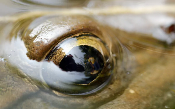 Animal frog HD Desktop Wallpaper | Background Image