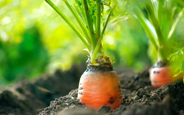 A close-up of fresh carrots growing in rich soil, set against a vibrant green background, captured in stunning 4K Ultra HD for an engaging desktop wallpaper.