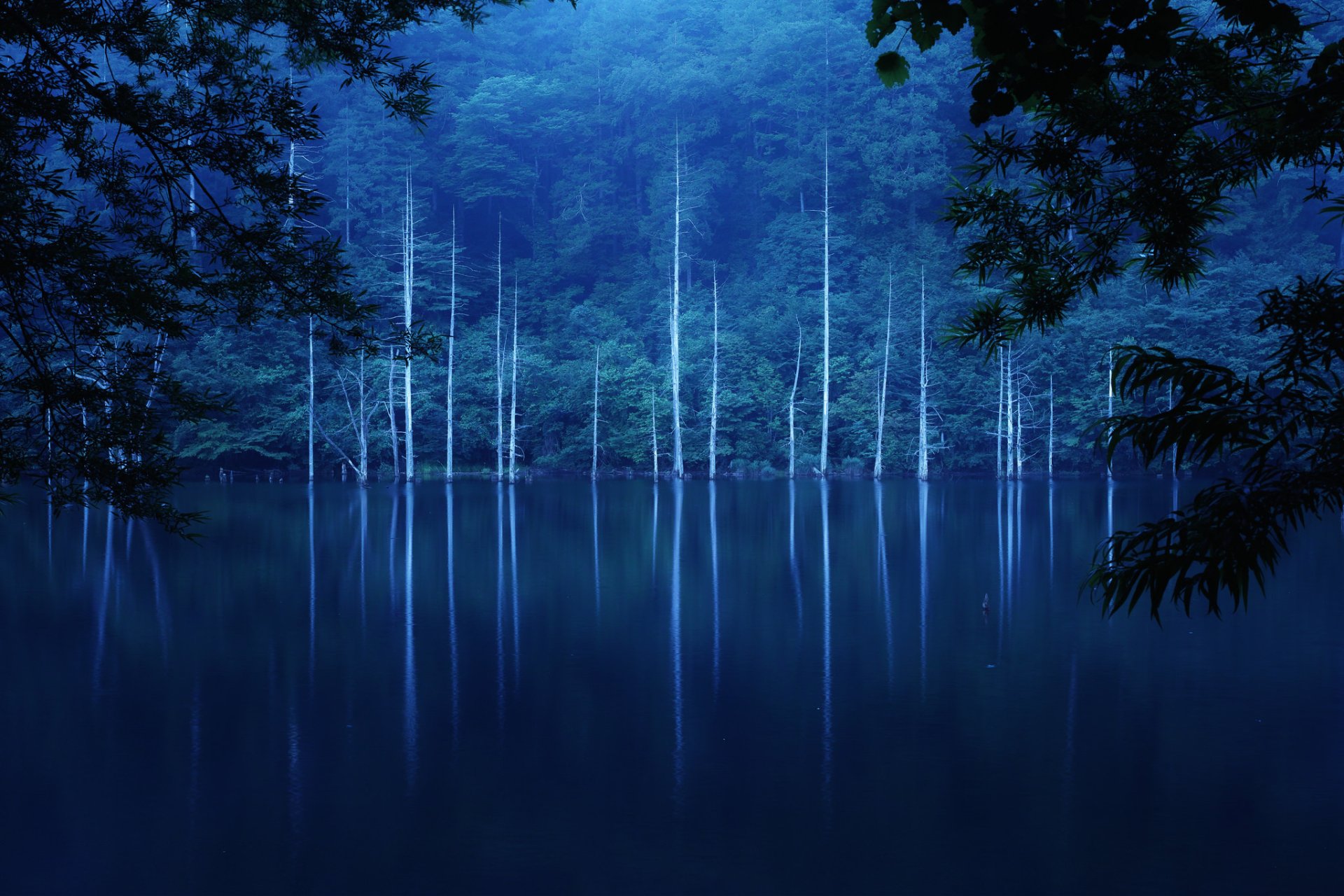 A serene nighttime forest scene with tall trees reflected in a foggy lake, captured in HD as a stunning nature desktop wallpaper.