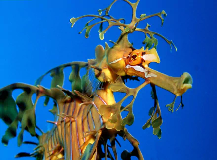 seahorse Animal leafy seadragon HD Desktop Wallpaper | Background Image