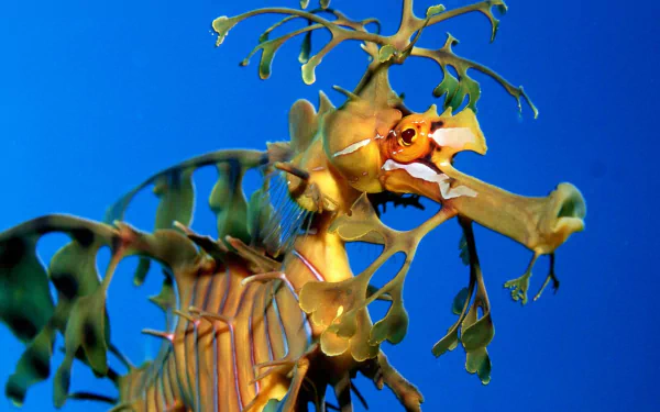 seahorse Animal leafy seadragon HD Desktop Wallpaper | Background Image